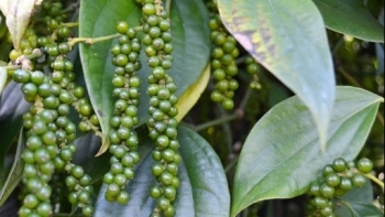 Giá hồ tiêu hôm nay 28/6: Đi ngang tại thị trường trong nước