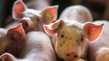 Giá thịt lợn hôm nay 28/6: Giảm ở miền Trung, Tây Nguyên