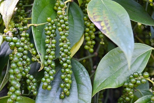 Giá hồ tiêu hôm nay 28/6: Đi ngang tại thị trường trong nước