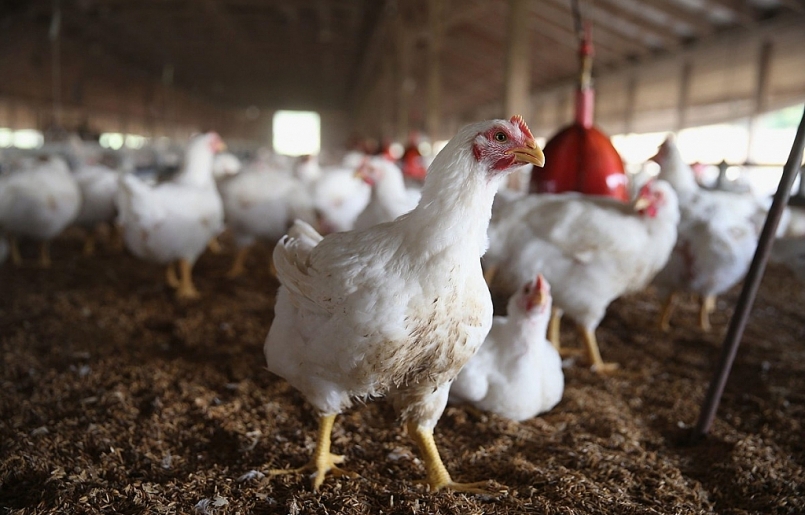 Tiền Giang: Chủ động phòng cúm gia cầm H5N1 mùa mưa bão