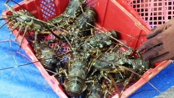 Phú Yên: Nâng cao hiệu quả công tác phòng, chống dịch bệnh thủy sản