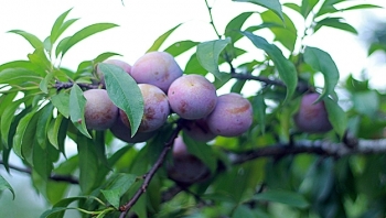 Sơn La: 6 tháng đầu năm, GRDP đạt trên 13.000 tỷ đồng