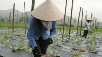 Hòa Bình: Linh hoạt chuyển đổi cơ cấu cây trồng trên đất lúa