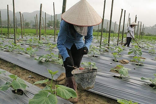 Hòa Bình Đẩy mạnh chuyển đổi cơ cấu cây trồng trên địa bàn tỉnh