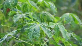 Kon Tum: Tăng cường triển khai giải pháp phòng, chống bệnh khảm lá virus hại sắn