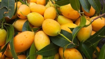 Quảng Nam: Thực hiện Đề án đổi mới phương thức kinh doanh tiêu thụ nông sản giai đoạn 2021-2025