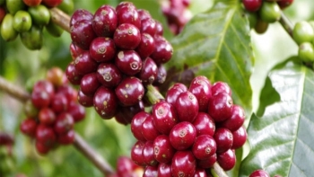 Giá cà phê hôm nay 29/6: Trong khoảng từ 34.700 - 35.900 đồng/kg