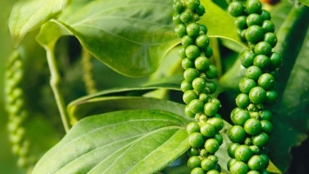 Giá hồ tiêu hôm nay 29/6: Tăng nhẹ