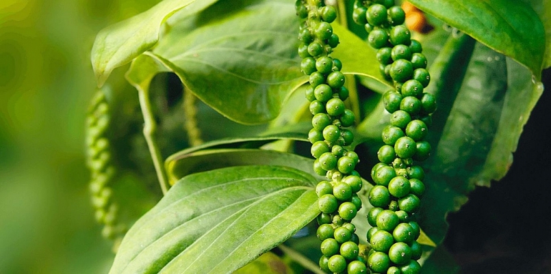 Giá hồ tiêu hôm nay 29/6: Tăng nhẹ