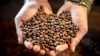 Giá cà phê hôm nay 30/6: Sụt giảm trong nước