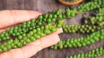 Giá hồ tiêu hôm nay 30/6: Giảm tại các vùng trọng điểm