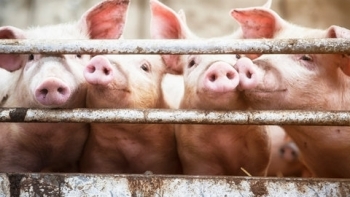 Giá thịt lợn hôm nay 30/6: Duy trì xu hướng giảm