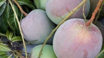 Bình Phước: Tháo gỡ khó khăn, thúc đẩy tiêu thụ, vận chuyển nông sản tại các địa phương