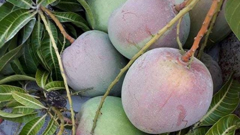 Bình Phước: Tháo gỡ khó khăn, thúc đẩy tiêu thụ, vận chuyển nông sản tại các địa phương