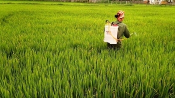 Quảng Bình: Chủ động phòng, chống sâu bệnh hại lúa vụ Hè Thu 2021
