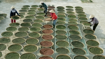 Giá hồ tiêu hôm nay 1/7: Đi ngang