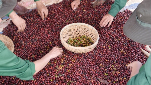 Giá cà phê hôm nay 1/7: Tiếp tục tăng
