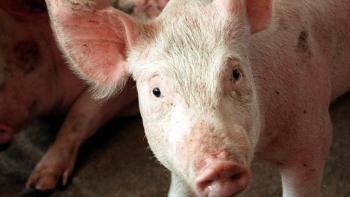 Giá thịt lợn hôm nay 1/7: Tiếp tục giảm tại 3 miền
