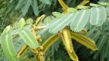 Kon Tum: Nỗ lực ngăn chặn sự xâm lấn và diệt trừ cây mai dương