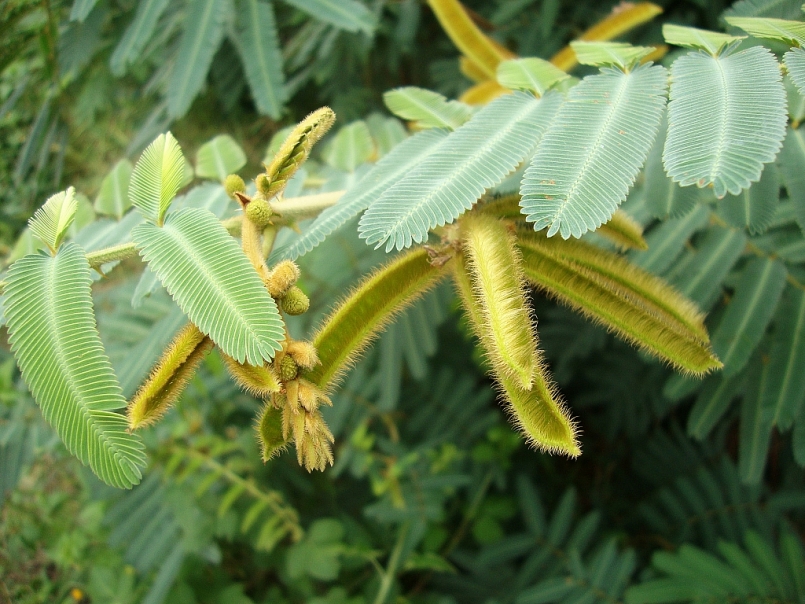 Kon Tum: Nỗ lực ngăn chặn sự xâm lấn và diệt trừ cây mai dương