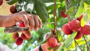 Phối hợp thúc đẩy phân phối, tiêu thụ nông sản thông qua “Gian hàng Việt trực tuyến Quốc gia”