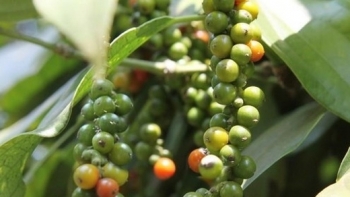 Giá hồ tiêu hôm nay 2/7: Tiếp tục đi ngang