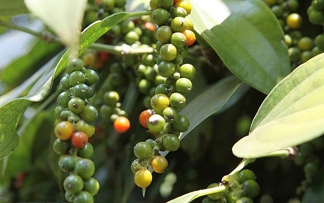 Giá hồ tiêu hôm nay 2/7: Tiếp tục đi ngang