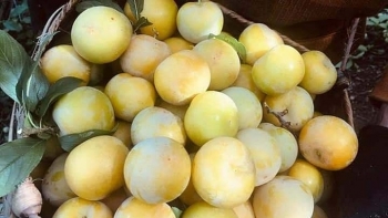 Sơn La: 10/12 huyện, thành phố trên địa bàn tỉnh cơ bản tiêu thụ hết sản lượng mận dự kiến