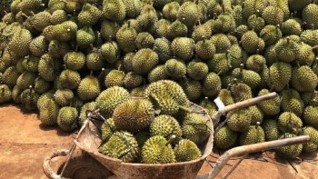 Đắk Lắk: Kiến nghị Bộ Công thương hỗ trợ tiêu thụ nông sản