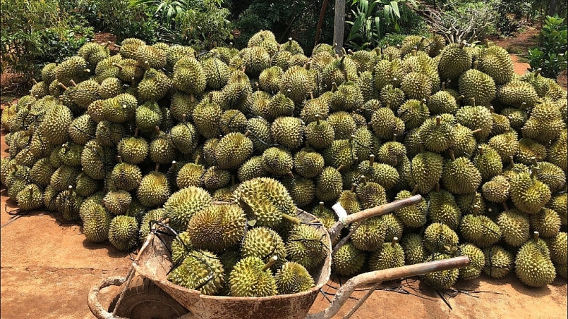 Sầu riêng tỉnh Đắk Lắk vào vụ thu hoạch