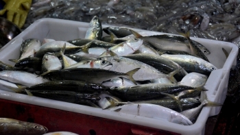 Hải Phòng: 6 tháng đầu năm, tổng sản lượng thủy sản ước đạt 95.272,8 tấn