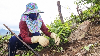 Ninh Bình: Diện tích rừng trồng mới tập trung 6 tháng đầu năm ước đạt 0,11 nghìn ha
