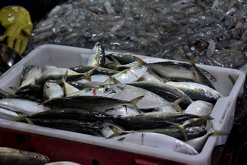 Hải Phòng: 6 tháng đầu năm, tổng sản lượng thủy sản ước đạt 95.272,8 tấn