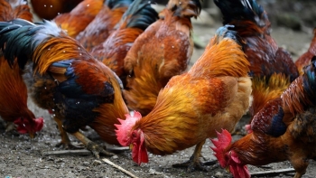 Đề xuất giảm 50% phí kiểm dịch gia cầm đến hết năm 2021