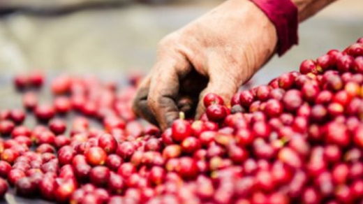 Giá cà phê hôm nay 5/7: Ổn định đầu tuần