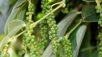 Giá hồ tiêu hôm nay 5/7: Giữ nguyên