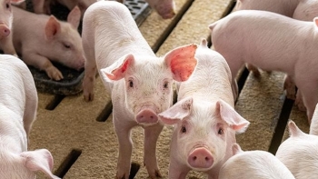 Giá thịt lợn hôm nay 5/7: Tiếp tục giảm tại một số địa phương