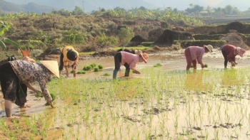 Lai Châu: Đẩy nhanh tiến độ sản xuất vụ Mùa 2021