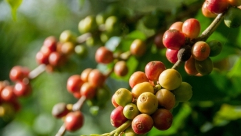Giá cà phê hôm nay 6/7: Giảm nhẹ trong nước