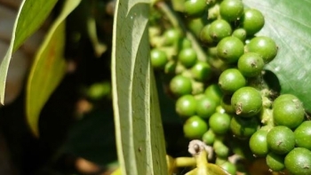 Giá hồ tiêu hôm nay 6/7: Tiếp tục giữ ổn định