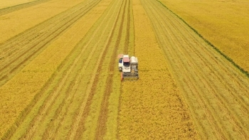 Hải Phòng: Chuyển đổi mô hình tăng trưởng nông nghiệp theo hướng sản xuất tập trung quy mô lớn