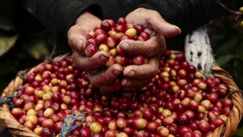 Giá cà phê hôm nay 7/7: Tiếp tục xu hướng giảm