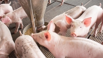 Giá thịt lợn hôm nay 7/7: Tiếp tục giảm ở hai miền Nam-Bắc