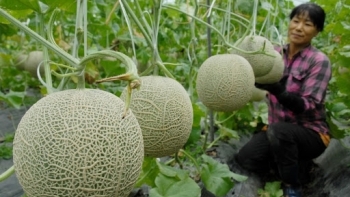 Bà Rịa-Vũng Tàu: Toàn tỉnh có 342 cơ sở sản xuất trồng trọt ứng dụng công nghệ cao