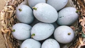 Bắc Kạn: Tích cực triển khai các giải pháp đẩy mạnh tiêu thụ sản phẩm Bí xanh thơm