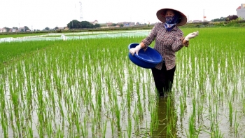 Ninh Bình: Tập trung gieo cấy, chăm sóc và phòng chống dịch hại vụ Mùa năm 2021