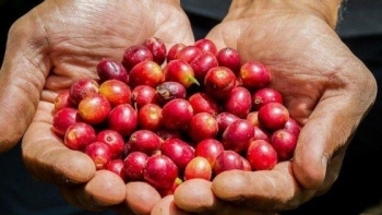 Giá cà phê hôm nay 9/7: Tăng nhẹ 100 đồng/kg
