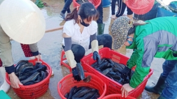 Quảng Bình: Hỗ trợ, tạo điều kiện thuận lợi trong tiêu thụ sản phẩm thủy hải sản trên địa bàn