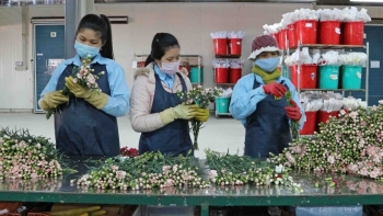 Lâm Đồng: Phê duyệt Đề án nhập khẩu giống hoa có bản quyền