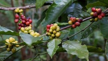 Giá cà phê hôm nay 10/7: Tiếp tục nhích nhẹ